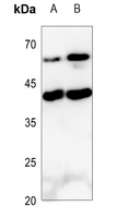 1 - Anti-IL-9 Antibody AP53759