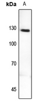1 - Anti-MYBPC2 Antibody AP53760