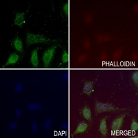 3 - Anti-GADD45 beta Antibody AP53761