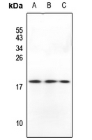 1 - Anti-GADD45 beta Antibody AP53761