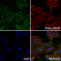 3 - Anti-Neuromedin B Antibody AP53762