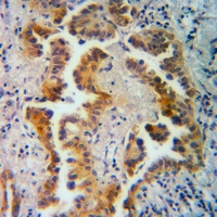 19 - Anti-Neuromedin B Antibody AP53762