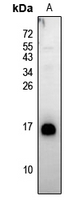 1 - Anti-Neuromedin B Antibody AP53762