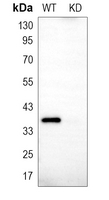 0 - Anti-PLSCR1 Antibody [KO/KD Validated] AP53763