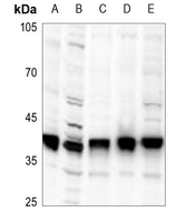 1 - Anti-PLSCR1 Antibody [KO/KD Validated] AP53763
