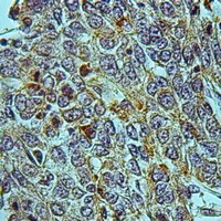 19 - Anti-CREG1 Antibody AP53764