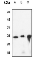 1 - Anti-CREG1 Antibody AP53764