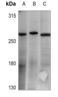1 - Anti-Cav3.1 Antibody AP53765