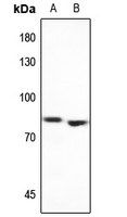 1 - Anti-MEKK2 Antibody AP53766