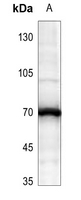 1 - Anti-ATE1 Antibody AP53767