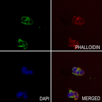 3 - Anti-GPR182 Antibody AP53768