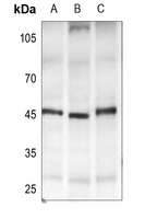 1 - Anti-GPR182 Antibody AP53768
