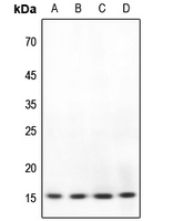 1 - Anti-BRI3 Antibody AP53769
