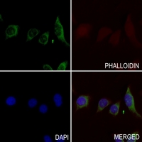 3 - Anti-RhoF Antibody AP53770