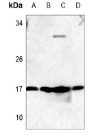 1 - Anti-RhoF Antibody AP53770