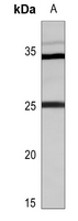 1 - Anti-RAB39A Antibody AP53771