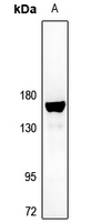 1 - Anti-BIKE Antibody AP53772
