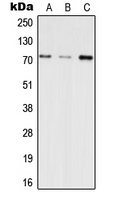 1 - Anti-INPP5E Antibody AP53773