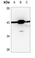 1 - Anti-PSKH2 Antibody AP53774