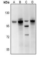 1 - Anti-BET Antibody AP53775