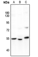 1 - Anti-GAS8 Antibody AP53777
