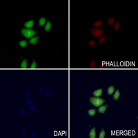 3 - Anti-A-MYB Antibody AP53778