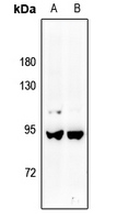 1 - Anti-A-MYB Antibody AP53778