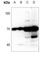 1 - Anti-Delta-NaCH Antibody AP53779