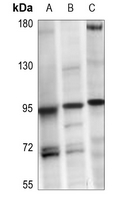 1 - Anti-TLE2 Antibody AP53781