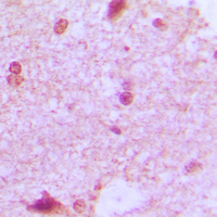 19 - Anti-ZHX2 Antibody AP53783