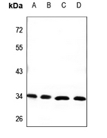 1 - Anti-CEACAM21 Antibody AP53787