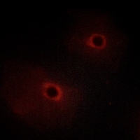 3 - Anti-ADCK2 Antibody AP53788