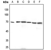 1 - Anti-ADCK2 Antibody AP53788
