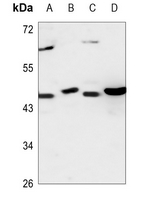 1 - Anti-CEP41 Antibody AP53789