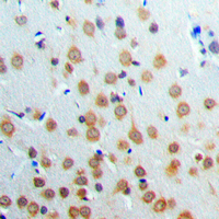 19 - Anti-ANKRD20A3 Antibody AP53791