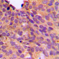 19 - Anti-NT5C1B Antibody AP53793
