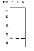 1 - Anti-NT5C1B Antibody AP53793