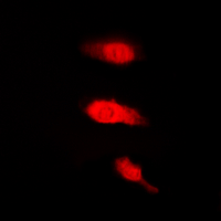 3 - Anti-HuB Antibody AP53795