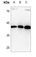 1 - Anti-HuB Antibody AP53795