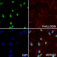 3 - Anti-NFIA Antibody AP53796