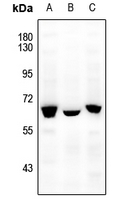 1 - Anti-NFIA Antibody AP53796