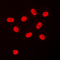 3 - Anti-SP3/4 Antibody AP53798