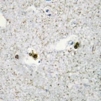 19 - Anti-SP3/4 Antibody AP53798