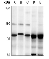 1 - Anti-SP3/4 Antibody AP53798