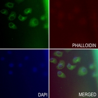 3 - Anti-CD66c Antibody AP53806