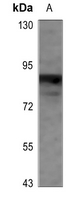 1 - Anti-CD66c Antibody AP53806