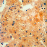 19 - Anti-CTH Antibody AP53807