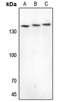 1 - Anti-CYFIP1 Antibody [KO/KD Validated] AP53808