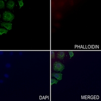 3 - Anti-Cytochrome P450 27C1 Antibody AP53809