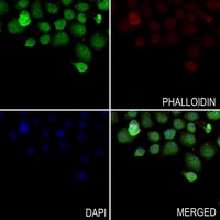 3 - Anti-DMRTA1 Antibody AP53810